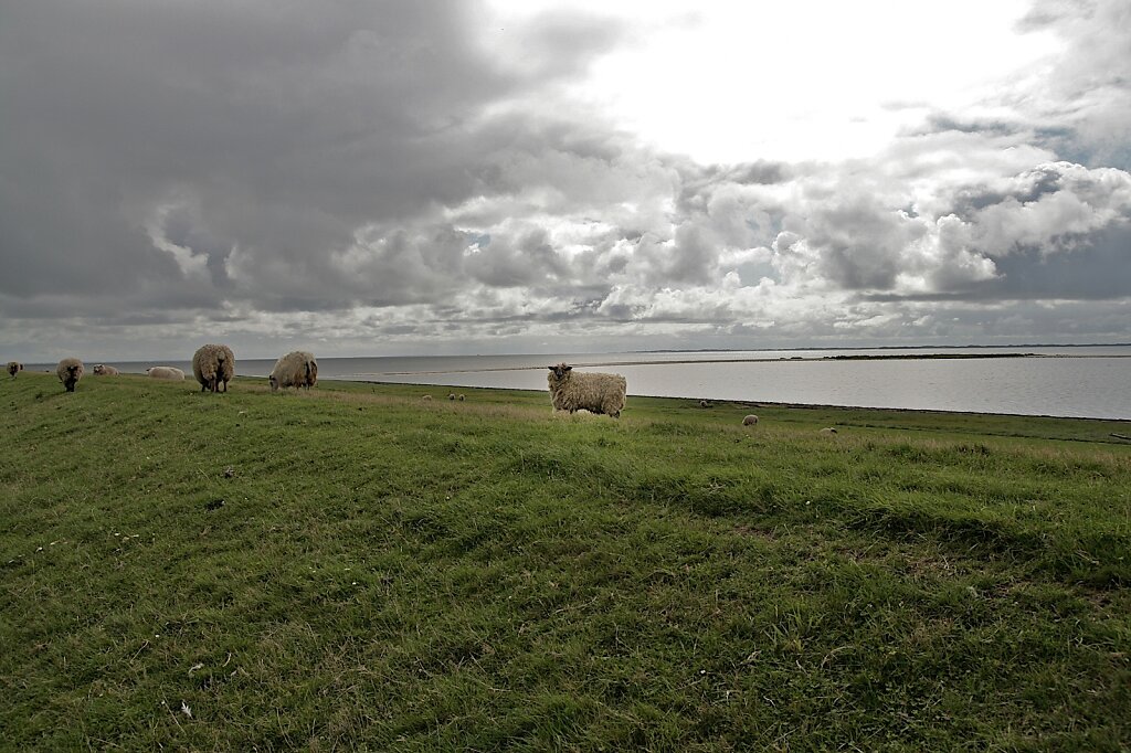 Deichschafe am Rantum Becken