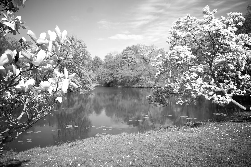 Magnolien am Meiereisee