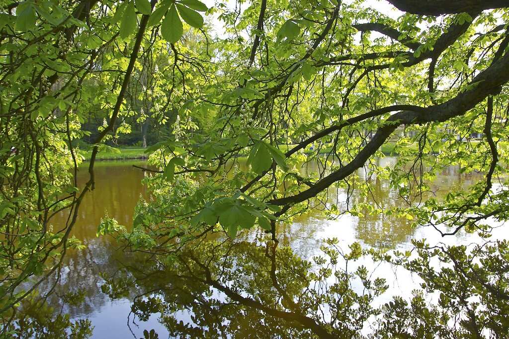 Kastanie am Meiereisee