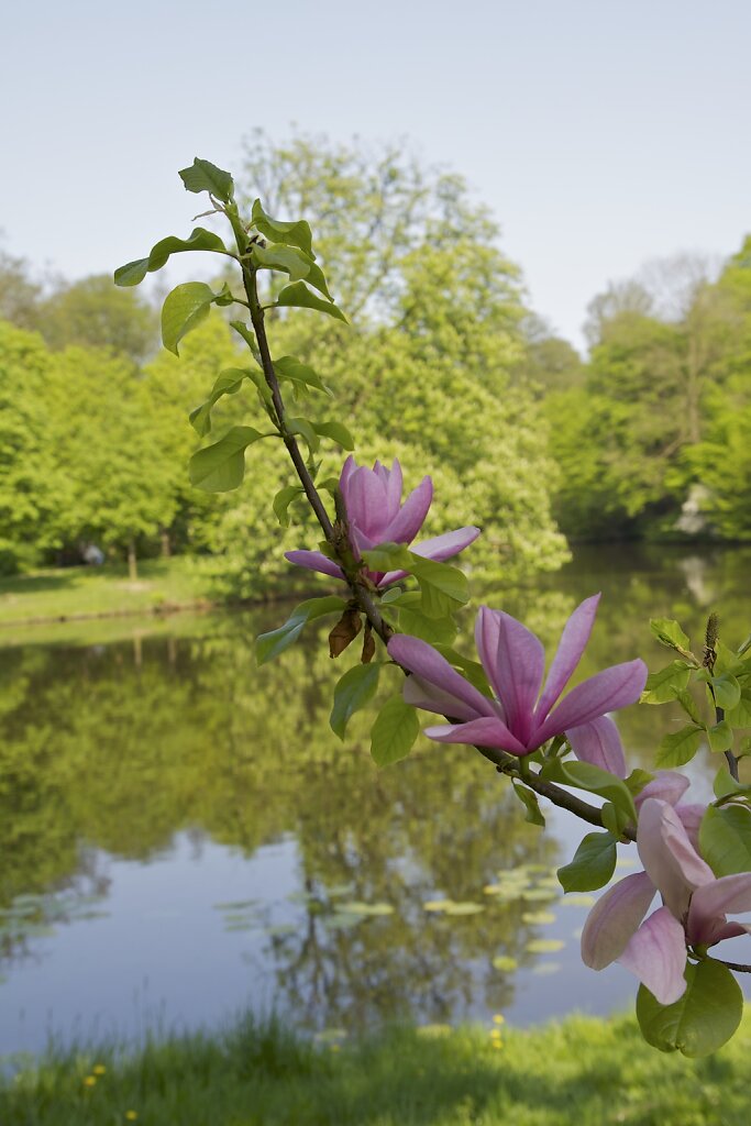 Magnolie am Meiereisee