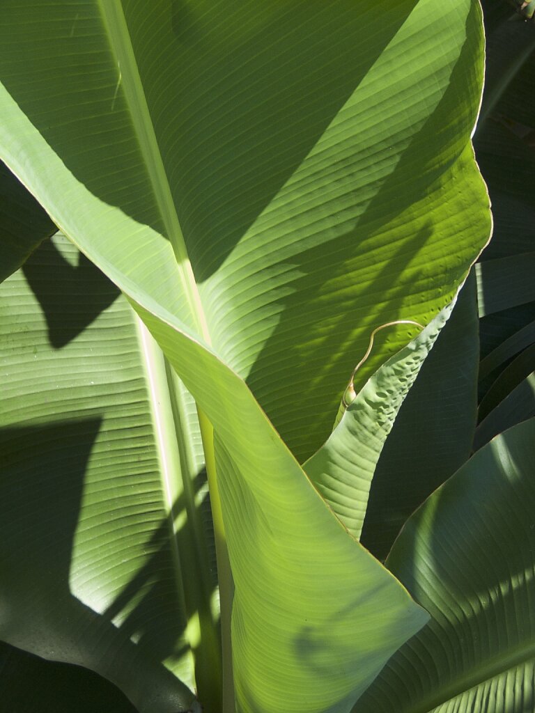 Alles Banane auf den Kanaren