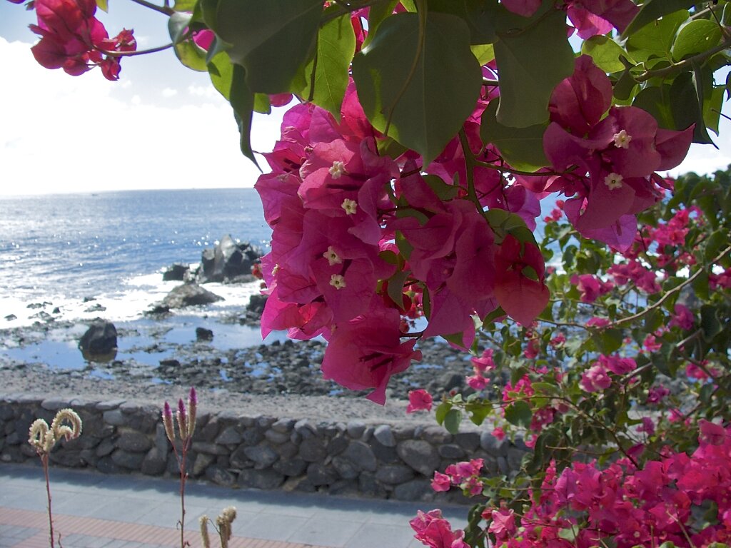 Bougainvillea