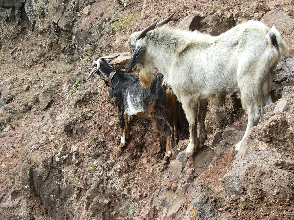 (Keine Berg-) Ziegen