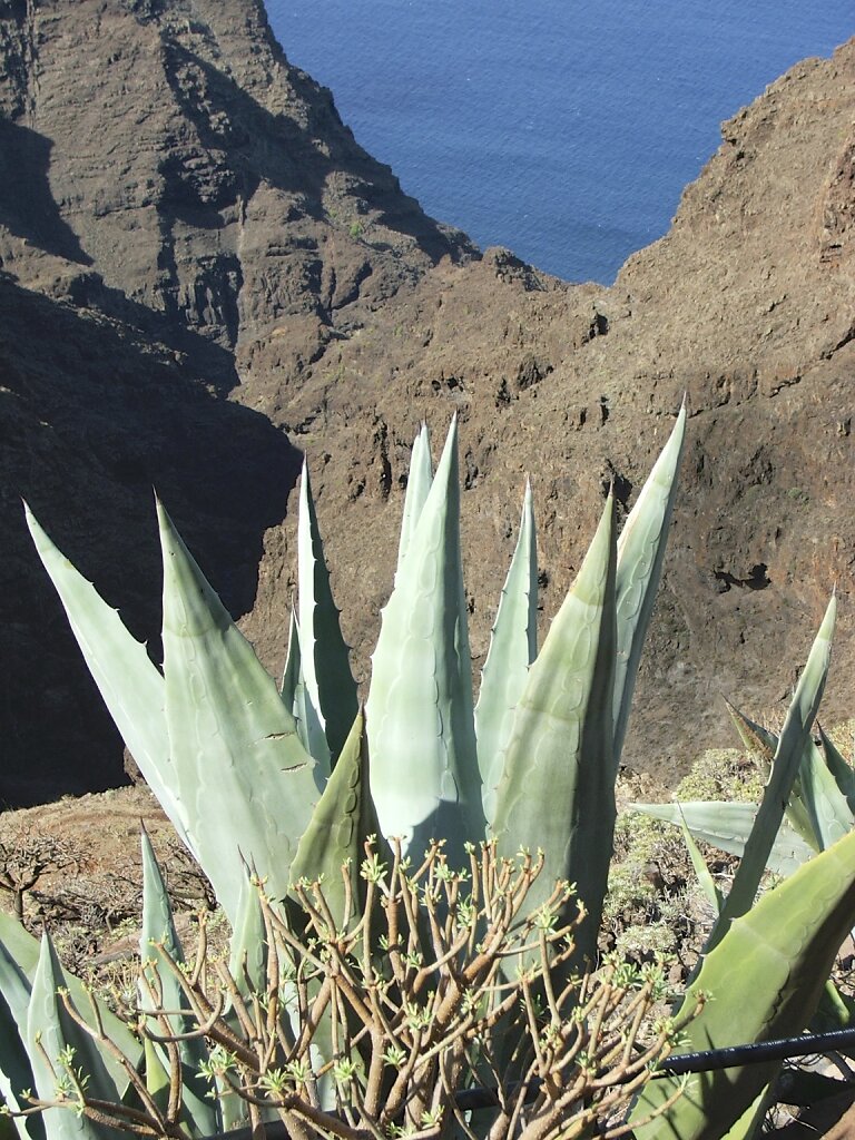 Balsam-Wolfsmilch und Agave