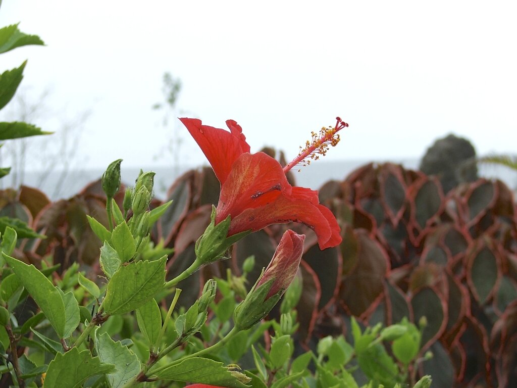 Hibiskus