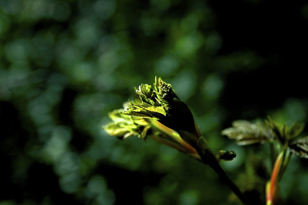 Crossing Spring