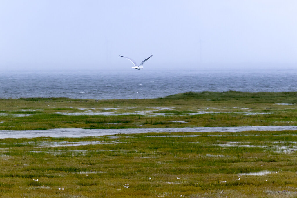 Wattenmeer mit Möve
