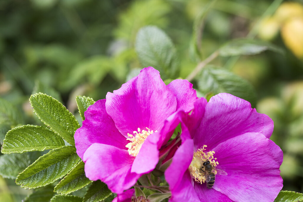 Strandrose im Herbst