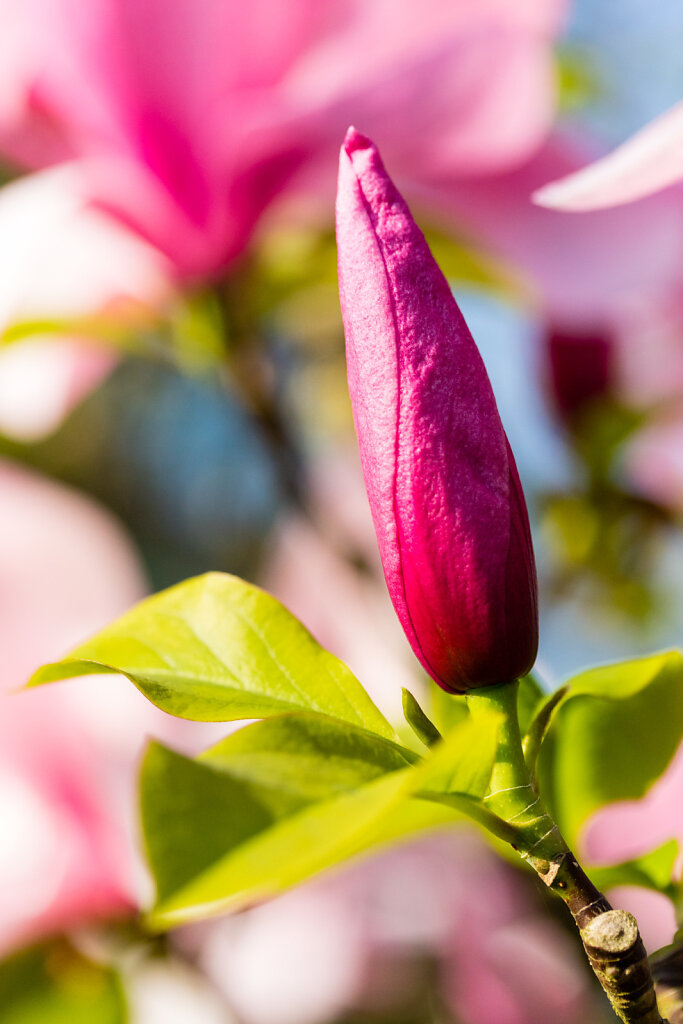 Knospe einer Magnolie am Meiersee