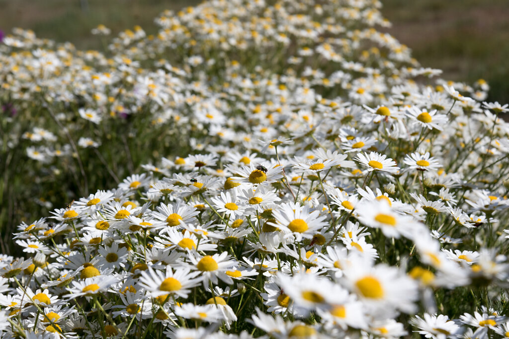 Blüten am Meer